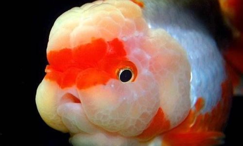 Which Turtle Species Bring the Best Fortune?An Insightful Guide