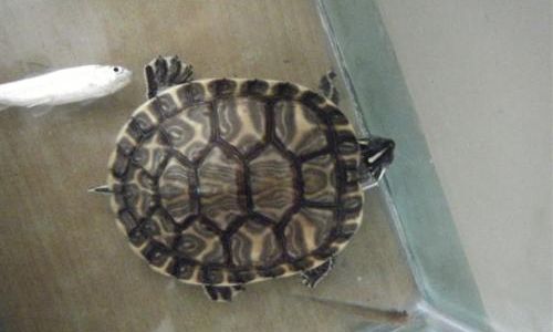 Which Turtle Species Bring the Best Fortune?An Insightful Guide