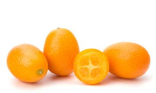 Essential Tips for Cultivating and Maintaining Kumquat Trees