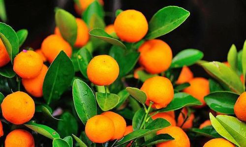 Essential Tips for Cultivating and Maintaining Kumquat Trees