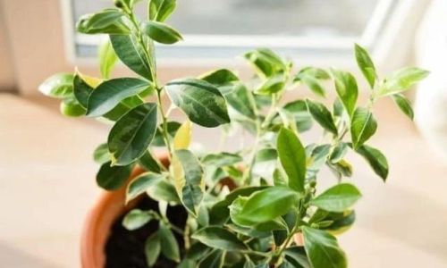 Essential Tips for Cultivating and Maintaining Kumquat Trees
