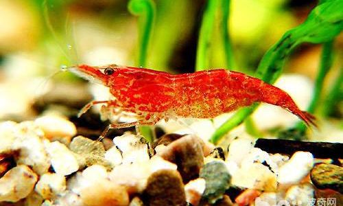 The Art of Cultivating Ornamental Shrimp:A Comprehensive Guide