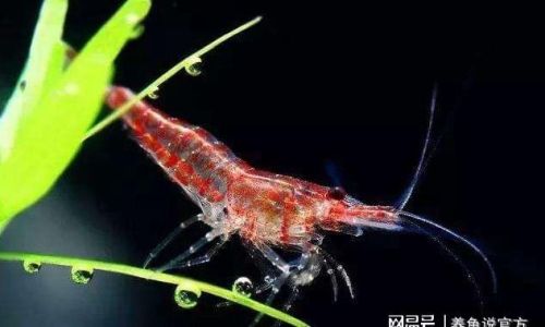 The Art of Cultivating Ornamental Shrimp:A Comprehensive Guide