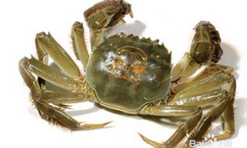 The Essential Waters for Raising hairy Crabs:A Comprehensive Guide