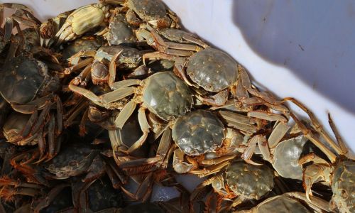 The Essential Waters for Raising hairy Crabs:A Comprehensive Guide
