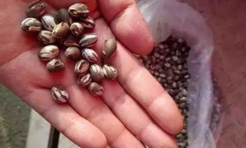 An Exploration of Yang Laczi Cans:A Unique Delicacy in Chinese Folk Culture