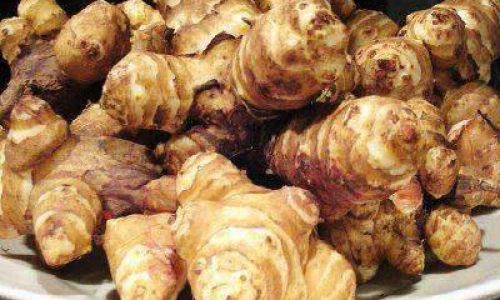 Unraveling the Enigma of Jerusalem Artichoke:What Exactly is It?