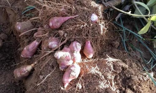 Unraveling the Enigma of Jerusalem Artichoke:What Exactly is It?