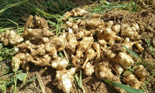 Drying Jerusalem Artichokes:A Comprehensive Guide
