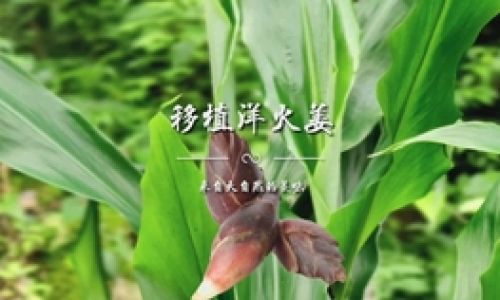 Preserving Yanghuojiang Chinese Ginger Lily)for Extended Periods