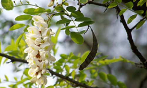 Ten Delightful Ways to Enjoy Locust Blossoms