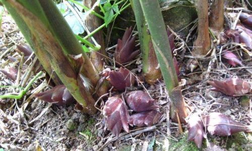 The Most Straightforward Preservation Methods for Zingiber Mioga Ostrich Ginger)