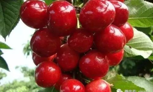The Seasonal Journey of Cherries in Wuhan:From Blossom to Table