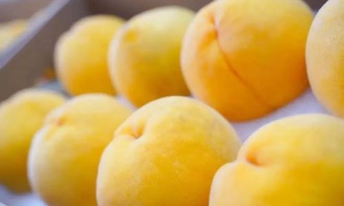 To Peel or Not to Peel:The Great Debate Over Eating Yellow Peaches