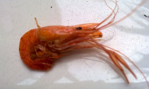 When Is Shrimp Season?A Guide to Enjoying Freshwater Shrimp at Their Peak