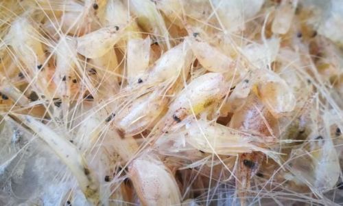 When Is Shrimp Season?A Guide to Enjoying Freshwater Shrimp at Their Peak
