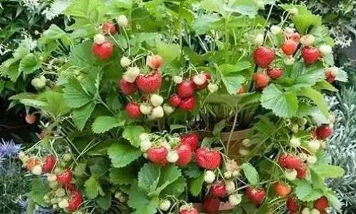 Preserving the Bounty:Creative and Effective Ways to Save Leftover Raspberries