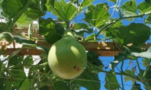 Preserving the Bounty:Expert Methods to Store and Savor Leftover Gourds