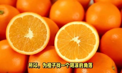 The Ultimate Guide to Preserving Oranges:Expert Tips for Longevity and Freshness