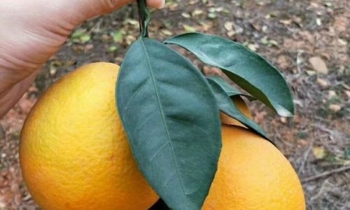 How Long Do Oranges Last?A Comprehensive Guide to Storage,Shelf Life,and Freshness