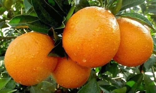 Optimizing Orange Storage Temperature:A Comprehensive Guide to Prolonging Freshness and Quality