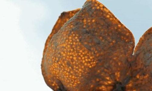 The Distinction Between Orange Peel and Dried Tangerine Peel Chenpi)A Comprehensive Exploration