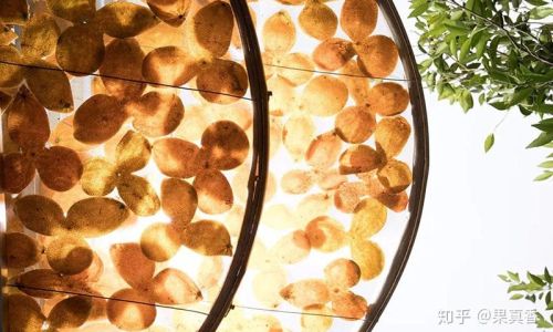 The Distinction Between Orange Peel and Dried Tangerine Peel Chenpi)A Comprehensive Exploration