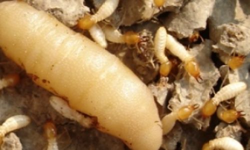 How to Cook Boiled Silkworm Pupae:A Comprehensive Guide