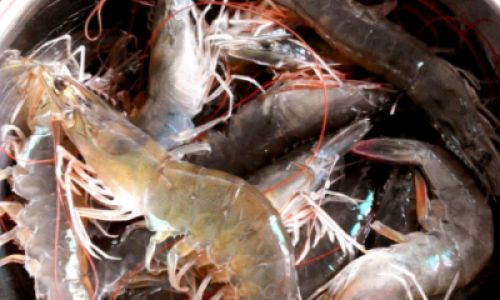 How to Make Sun-Dried Shrimp:A Step-by-Step Guide