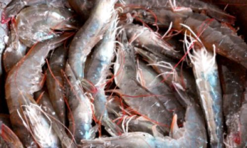 How to Make Sun-Dried Shrimp:A Step-by-Step Guide