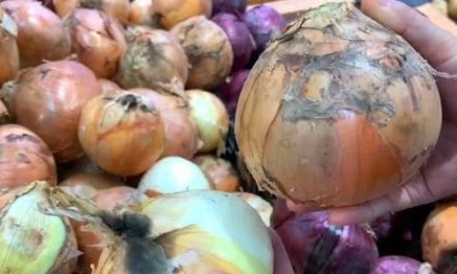 How to Preserve a Sliced Onion:Effective Tips and Techniques