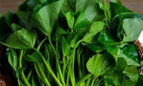 Can Yangtieyezi Be Eaten as a Vegetable?An In-Depth Exploration