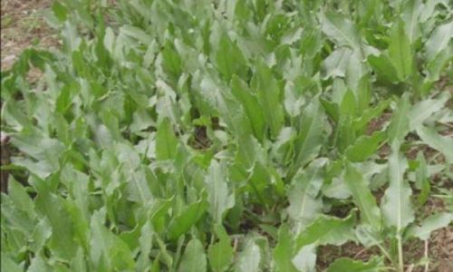 Can Yangtieyezi Be Eaten as a Vegetable?An In-Depth Exploration