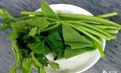 Can Yangtieyezi Be Eaten as a Vegetable?An In-Depth Exploration
