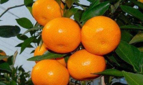 The Efficacy and Production Method of Carambola-Infused Wine
