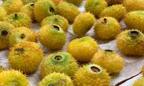 The Efficacy and Production Method of Carambola-Infused Wine