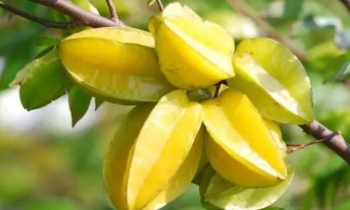 The Edibility of the Hard Edges of Carambola Starfruit)An In-Depth Analysis