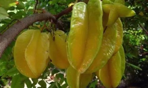 The Ultimate Guide to Eating Carambola Starfruit)Delightful Ways to Enjoy This Tropical Fruit
