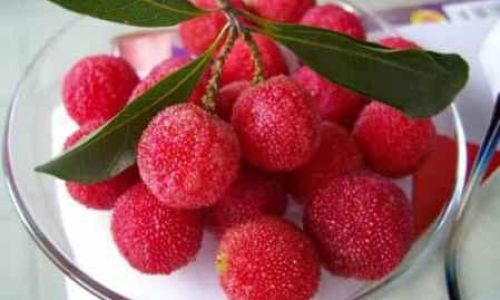 Preserving the Freshness of Red Bayberries:Techniques for Harvesting and Storage