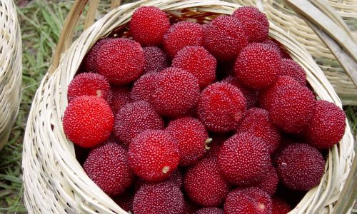 Preserving the Freshness of Red Bayberries:Techniques for Harvesting and Storage