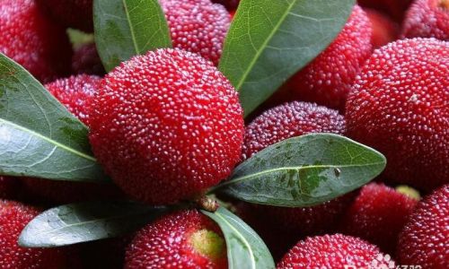How to Select the Perfect Waxberry:A Comprehensive Guide