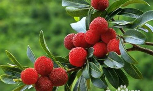 How to Select the Perfect Waxberry:A Comprehensive Guide