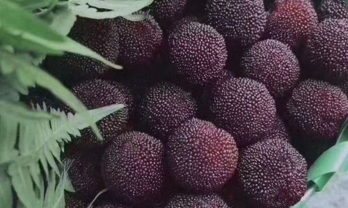 The Art of Preserving Red Bayberries:Is Freezing the Optimal Choice?