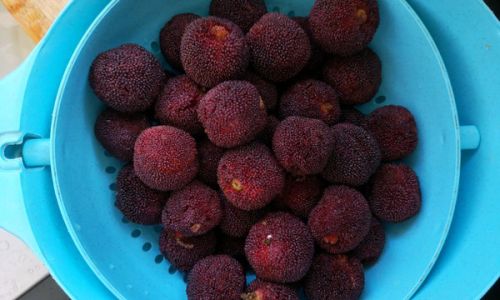 Delightful Culinary Adventures with Red Bayberries:Exploring the Versatile Delights