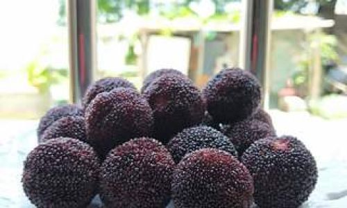 Delightful Culinary Adventures with Red Bayberries:Exploring the Versatile Delights