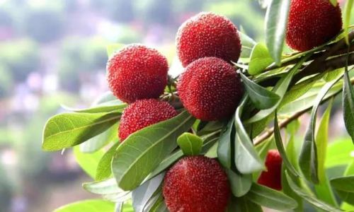 How Long Can You Store Yangmei Red Bayberry)Cake?