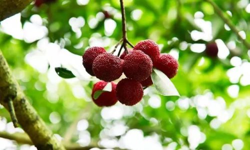 An Exploration of Waxberry Red Bayberry)Culinary Delights