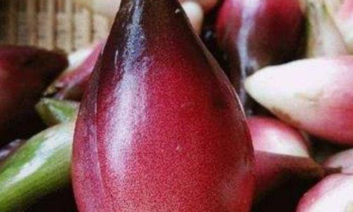 Edible Parts of Yanghe:A Comprehensive Guide