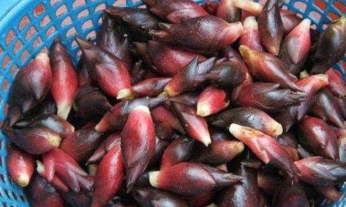 Edible Parts of Yanghe:A Comprehensive Guide