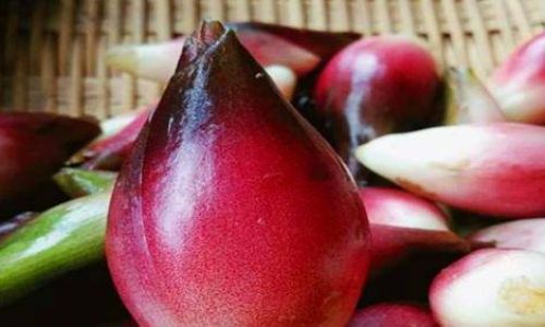 Edible Parts of Yanghe:A Comprehensive Guide